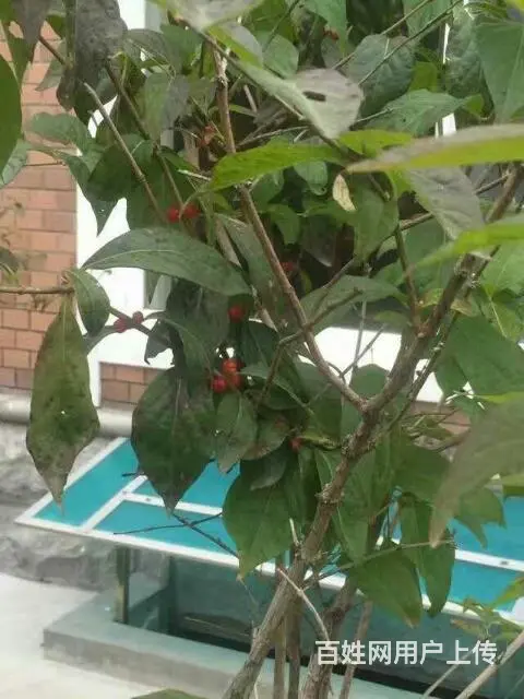 为您打造绿色有机肥 - 图片 4