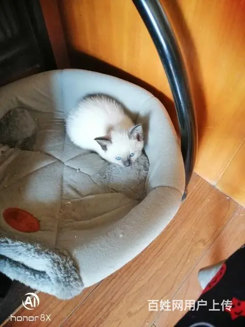 暹罗蓝重点猫 - 图片 1