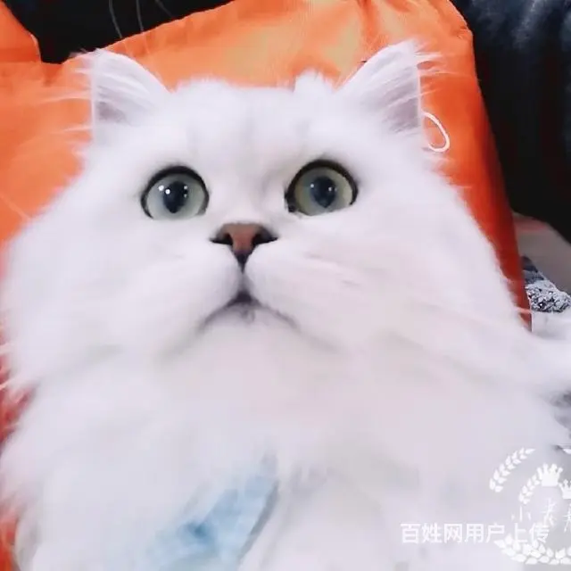 免费领养宠物猫 - 图片 2
