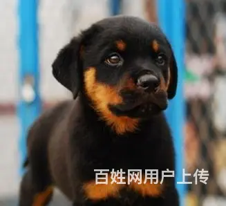 邵阳【*推荐】罗威纳犬舍‖罗威纳养殖场 - 图片 4