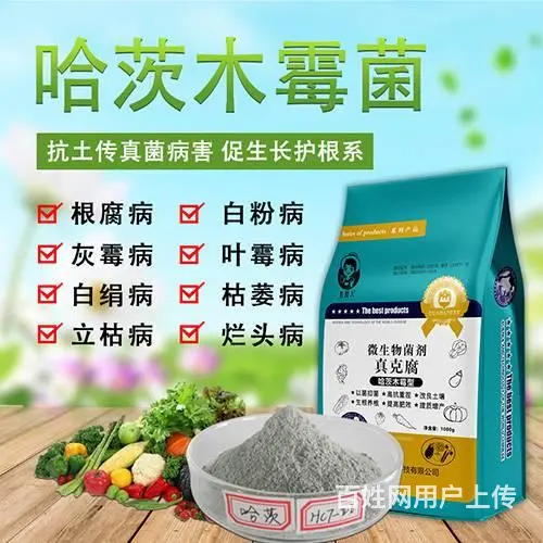 大姜姜瘟病如何预防 - 图片 2