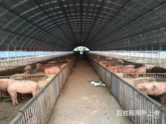 定做大棚各种养殖大棚蔬菜大棚 - 图片
