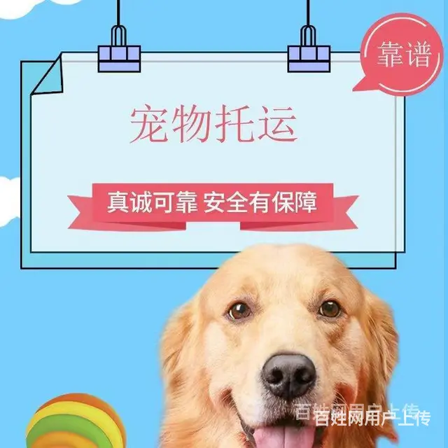 推荐） 丽水龙泉宠物托运到全国）（猫狗）邮寄快递（宠物活体运 - 图片 3