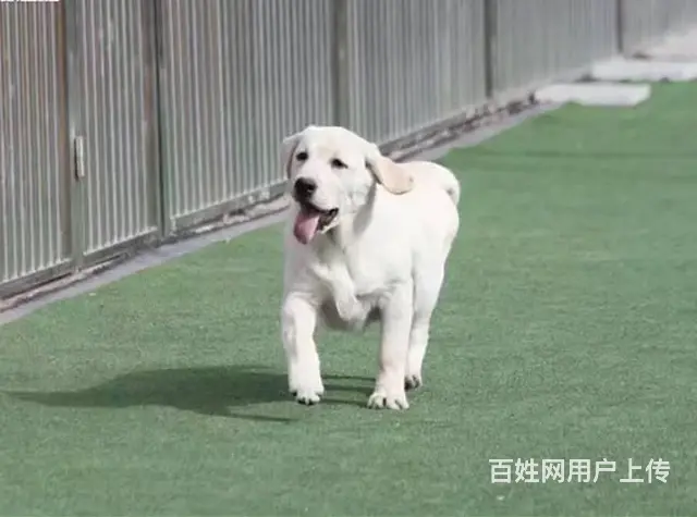 纯种拉布拉多 赛级拉布拉多 (多色可选)健康质保 - 图片 4