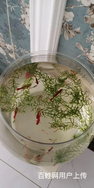 凤尾鱼和红箭鱼低价出卖 - 图片 2