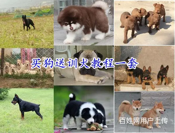 安徽黄山屯溪拉布拉多哪里出售联系电话 - 图片 10