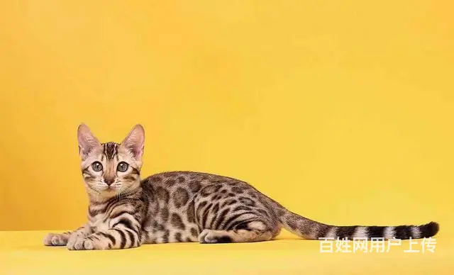 哪里有卖孟加拉豹猫的 无病无癣 包纯种健康 - 图片 5