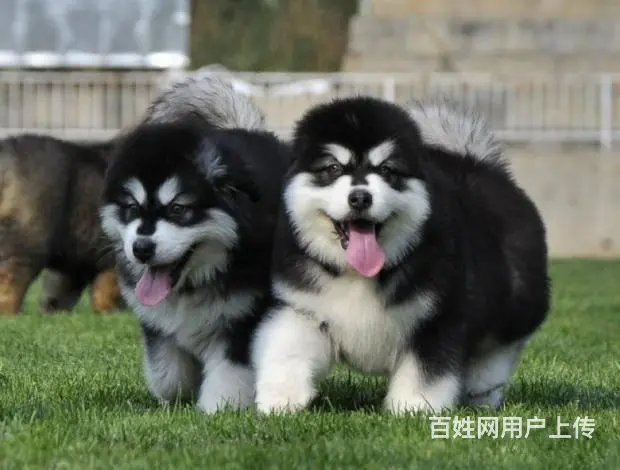 纯种阿拉斯加 红色阿拉斯加幼犬，品相好购买有保障 - 图片 9