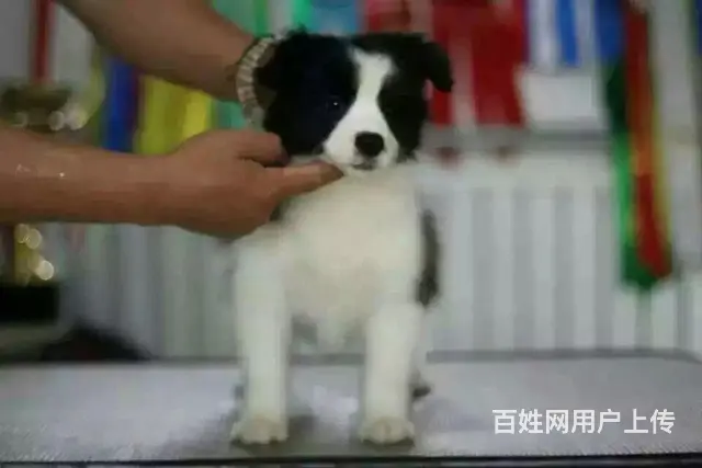 辽阳边牧养殖户 繁殖边牧幼犬的地址 - 图片 1