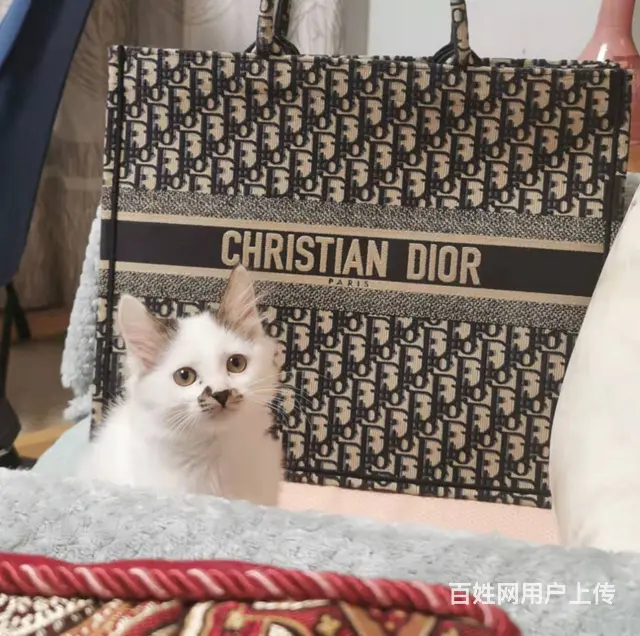 【搞定了！】免费领养长毛衔蝶奶牛2个月已经驱虫洗澡猫三联 - 图片 2