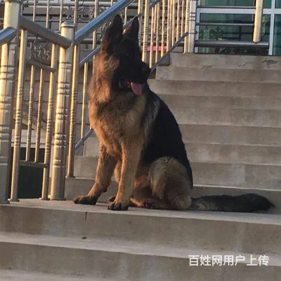 顶级锤系大头德牧 黑脸 正规狗场 品质有保障 签协 - 图片 3