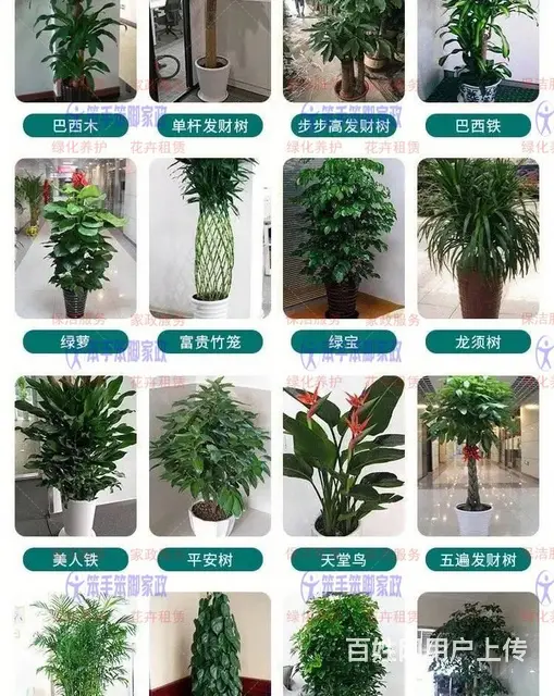 厦门花卉盆栽租摆 - 图片 1