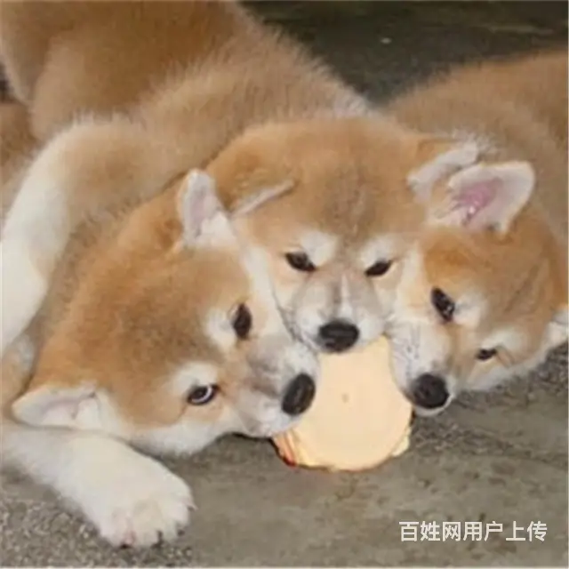 天门哪卖秋田犬，哪有秋田犬，谁家的秋田犬靠谱 - 图片 12