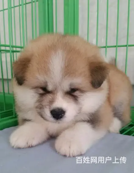 琼海【*推荐】秋田犬舍‖秋田养殖场 - 图片 7
