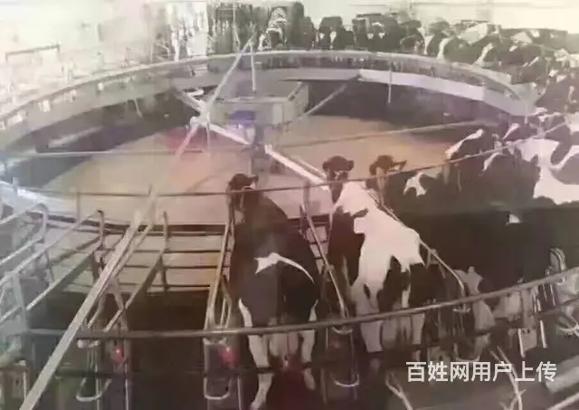 澳大利亚、新西兰、加拿大、以色列、韩国、日本、 - 图片 3