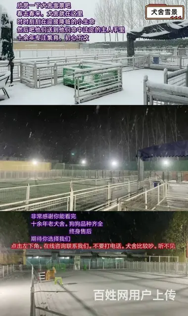 600一只丨品种齐全丨犬舍繁育丨包健康丨包纯种 - 图片 5