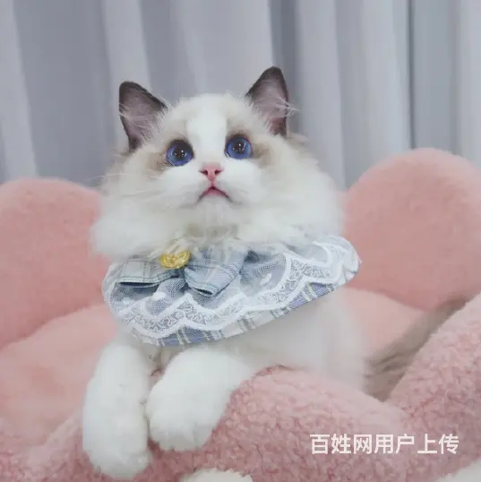 哪里有卖双色布偶猫的多少钱 布偶猫好养吗 - 图片 2