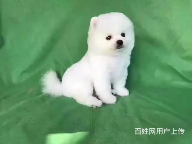 赛级博美 球体博美养殖区 签订售后协议 - 图片 3