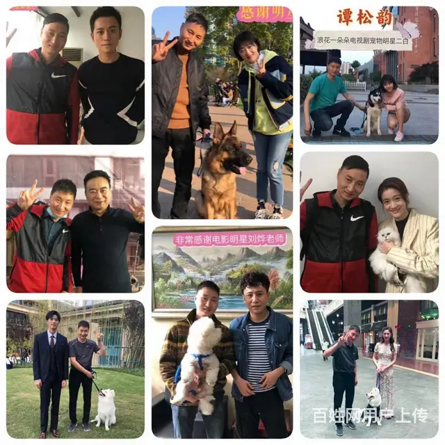 昆山宠物训练寄养学校 - 图片 9