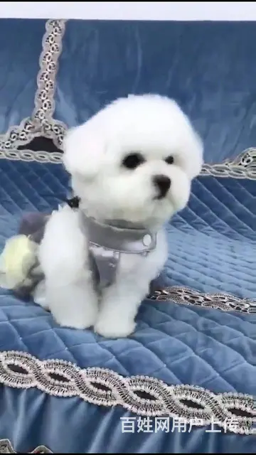 淄博活泼可爱纯种比熊幼犬宝宝血统纯正毛量丰富 - 图片 8
