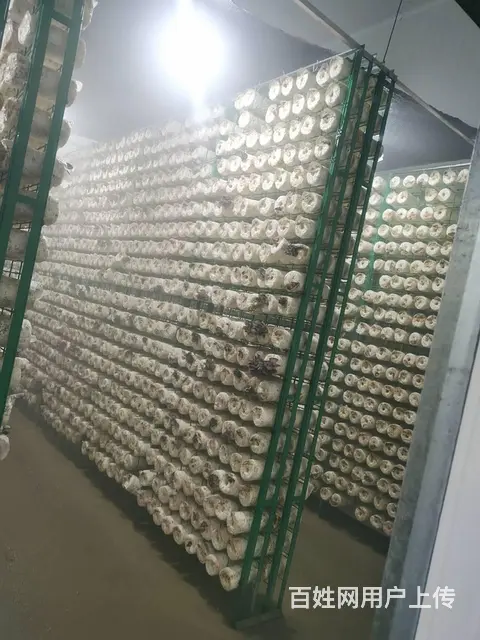 林西县出菇架出菇棚网架规格 - 图片