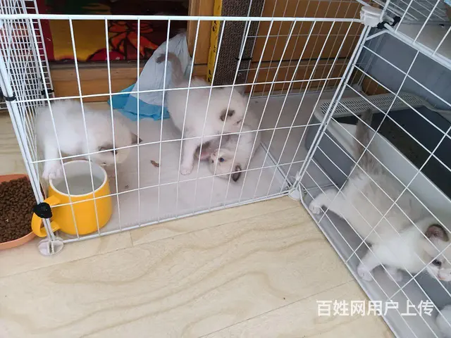 出售 - 图片 2