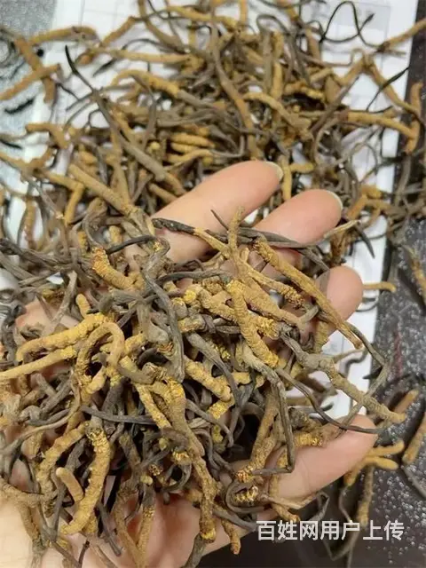 上街回收各种规格冬虫夏草/茅台酒当前价格 - 图片 6