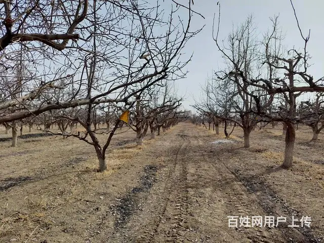 B个人一和什里克乡萨依勒克村梨园宅基地对外出售 - 图片 4