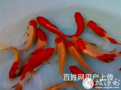 鱼阿姨护理鱼缸 - 图片 5