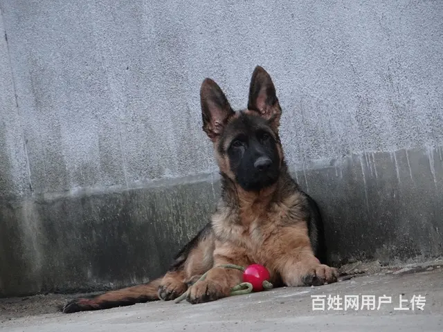 精品德国牧羊犬、黑神、千万等名犬血系、可视频 - 图片 5