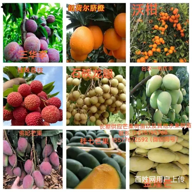 专业供应各种芒果树苗以及其他水果树苗 - 图片 2
