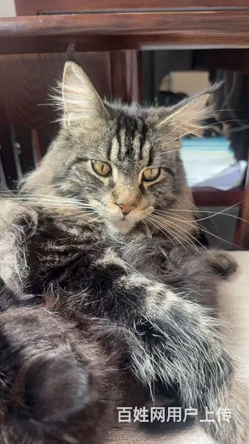 家庭式繁殖缅因猫 - 图片 4