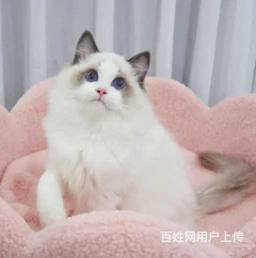 哪里有卖双色布偶猫的 十年经营 中国人不骗中国人 - 图片 4