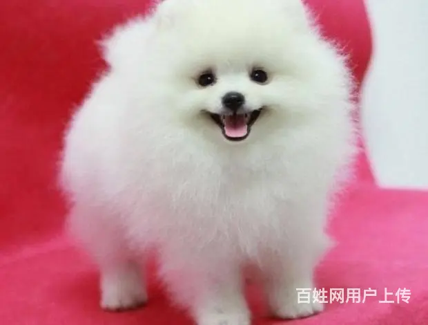 广州博美犬一只多少钱 实体犬舍 自家繁殖保健康 - 图片 10