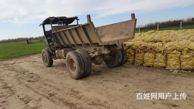 四不像 - 图片 3