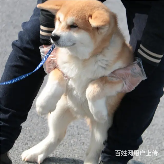 长春卖秋田犬的狗场，小秋田犬多少钱一只 - 图片 6