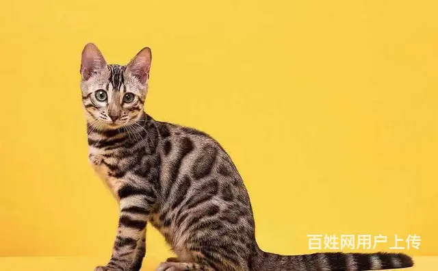 哪里有卖孟加拉豹猫的 玫瑰纹空心纹金豹银豹 - 图片 3