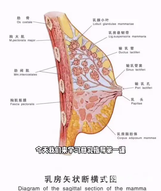 常州催乳师培训多少钱？催乳师能解决什么问题？ - 图片 3