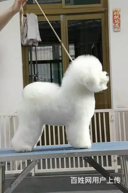 出售纯种比熊犬幼犬 棉花糖宝宝 北京法国比熊犬 - 图片 7