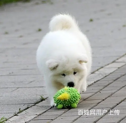 琼海哪里有出售萨摩耶幼犬宝宝 定时做疫苗和驱虫 公 - 图片 5