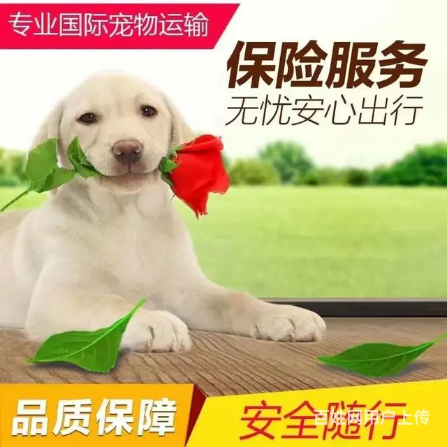 湛江宠物托运 （猫狗活体运输）宠物快递至全国 - 图片 2
