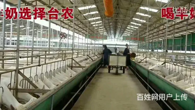 厦门台农鲜羊（牛）奶订购及配送（孕妇喝羊奶的好处 - 图片 3