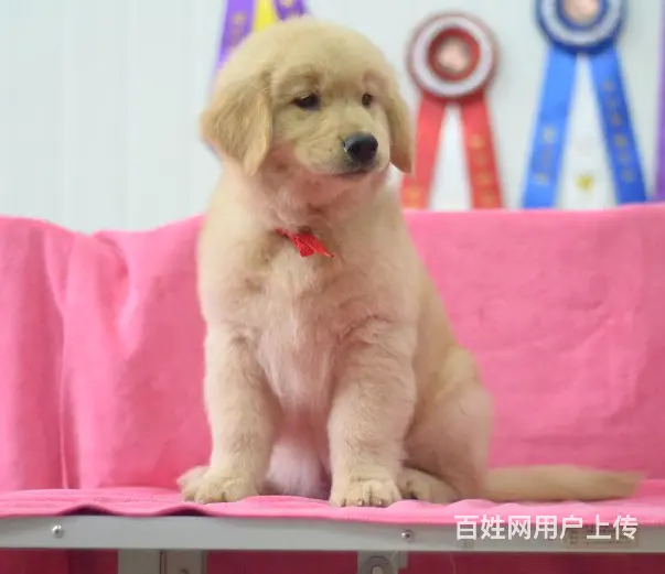 纯种金毛 大毛量金毛犬 均有血统证书和芯片 - 图片 7