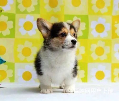 精品威尔士柯基犬出窝 三色柯基犬 纯种健康柯基犬 - 图片 6