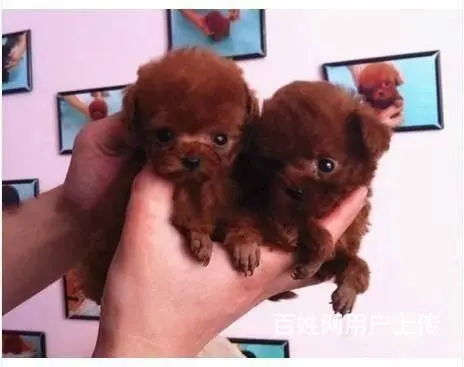 广州纯种贵宾犬价格 狗舍直销 包纯种健康签协议 - 图片 1