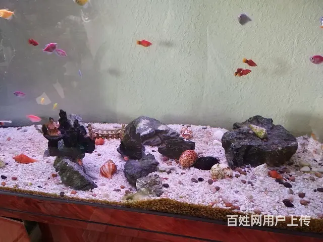 广州专业上门清洗鱼缸 - 图片 3