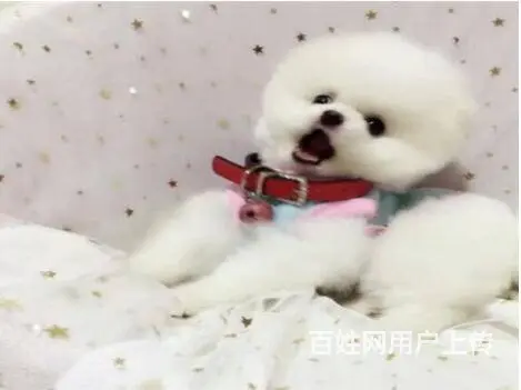宜春出售家养博美 保纯种健康 茶杯犬博美 疫苗齐全 - 图片 3