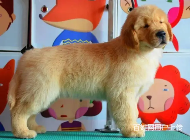 金毛犬 金毛犬舍 保纯保健康-专业繁育金毛犬 - 图片 2