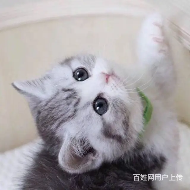 常州猫舍美短猫多少钱一只哪里有本地买CFA认证猫舍 - 图片 6