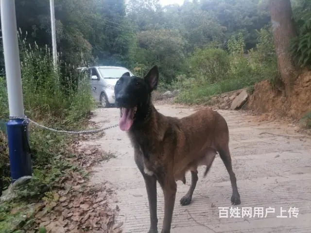 部队军犬，马犬出售 - 图片 3